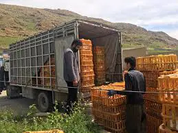 تصویر شماره 2 خدمت 