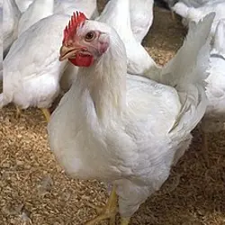 فارم انصاری 