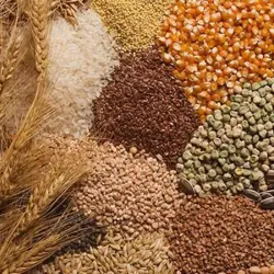 خوراک دام دنیز