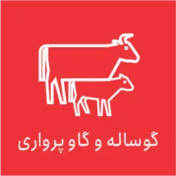 خرید و فروش گوساله خوجه