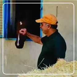 آموزش سوارکاری و پرورش اسب لاکی