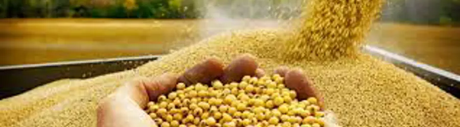 غرفه توزیع و پخش خوراک دام 