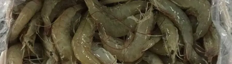 غرفه محمدی