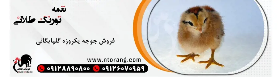 غرفه شرکت نغمه تورنگ 
