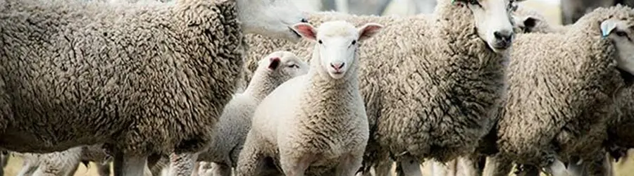 خدمات دامپزشکی رشیدی