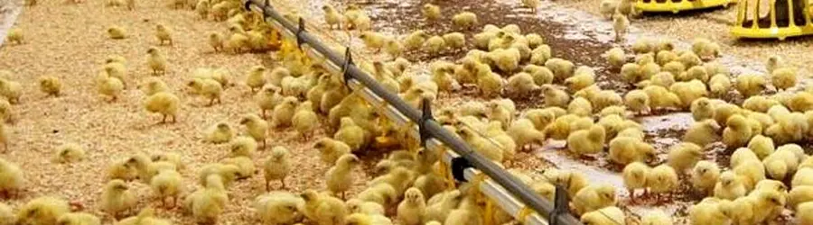 غرفه خوراک دام و طیور رعیت 