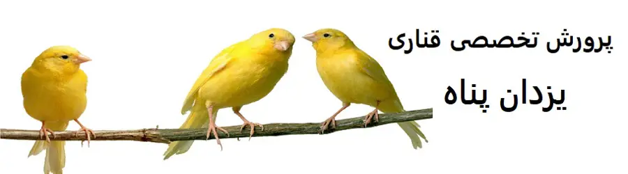 نگرو قناری