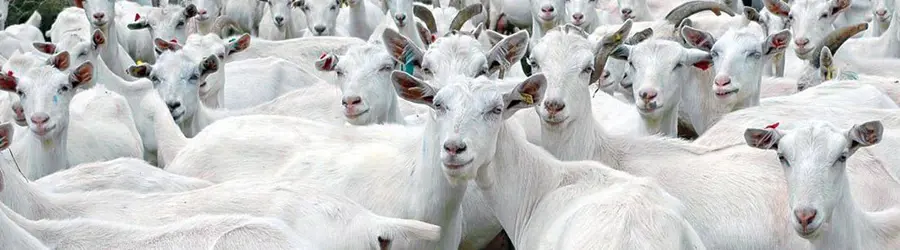 خرید و فروش بز و گوسفند اصانلو