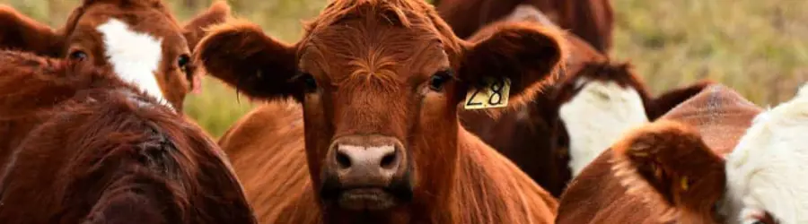دکتر  بازمانی 