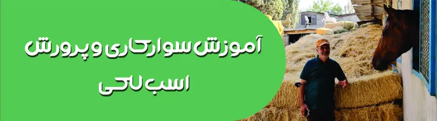 آموزش سوارکاری و پرورش اسب لاکی