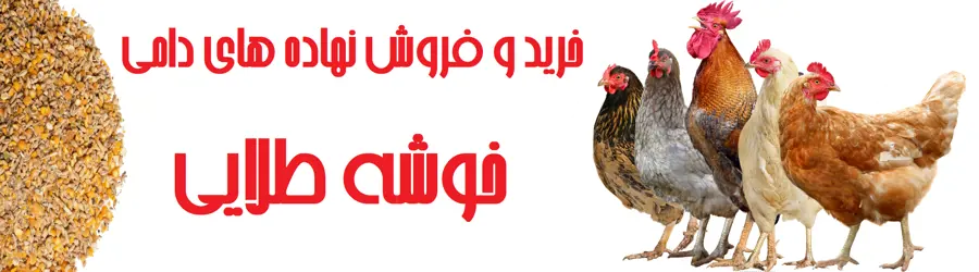 خوشه طلایی