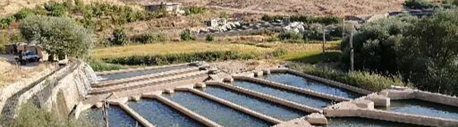پرورش ماهی  قیصری