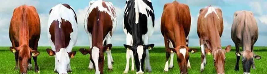 بنگاه دام صمدی 