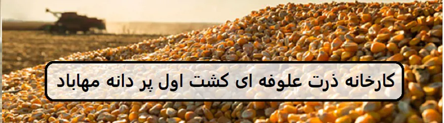 کارخانه ذرت علوفه‌ای کشت اول پر دانه مهاباد 