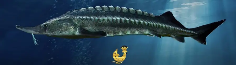 خاویار 5 ستاره