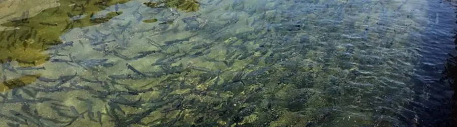 مزرعه ماهی مهدا