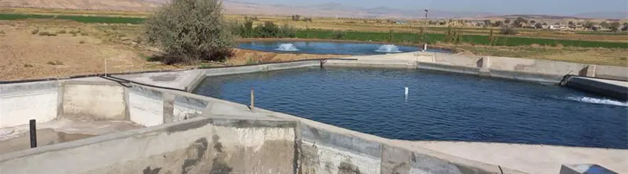 چشمه ماهی