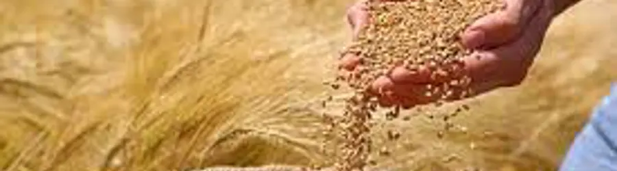 غرفه غلات دام بیات پور