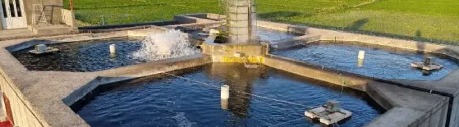 استخر ماهی قزل آلا داوودی