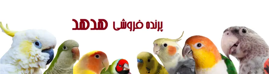 پرنده فروشی هدهد