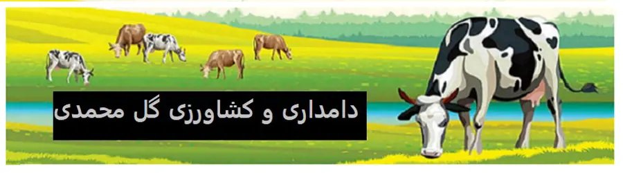 دامداری گل محمدی