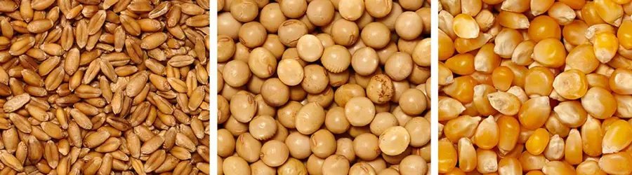 خوراک دام دنیز