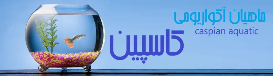 ماهیان زینتی کاسپین