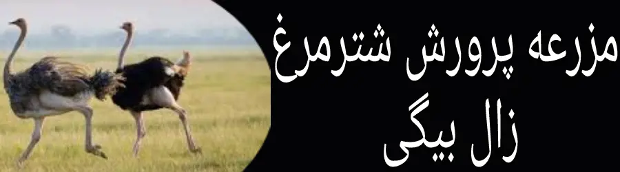 مزرعه پرورش شترمرغ زال بیگی