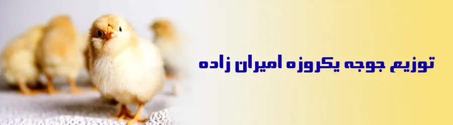 جوجه یکروزه امیران