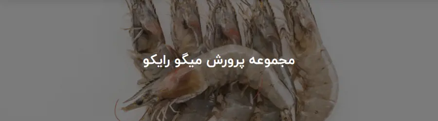 پرورش میگو رایکو