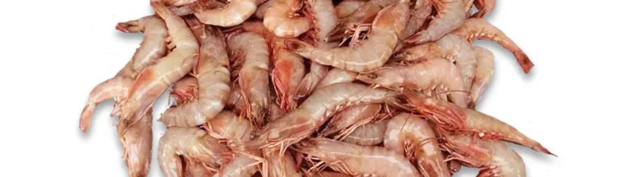 میگو عابدینی