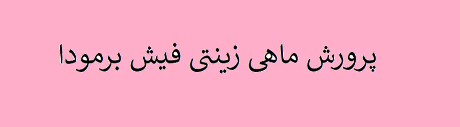 پرورش ماهی  زینتی فیش برمودا