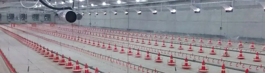 انبوه طیور سازان