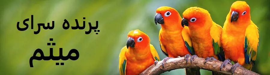 پرنده سرای میثم 