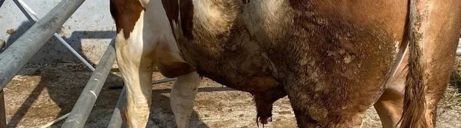 فروش گوساله سمینتال وهلشتاین 