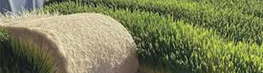 غرفه خوراک دام حبیبی