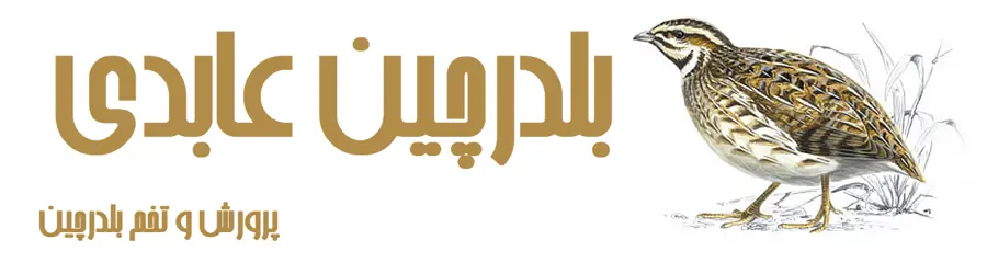 بلدرچین عابدی