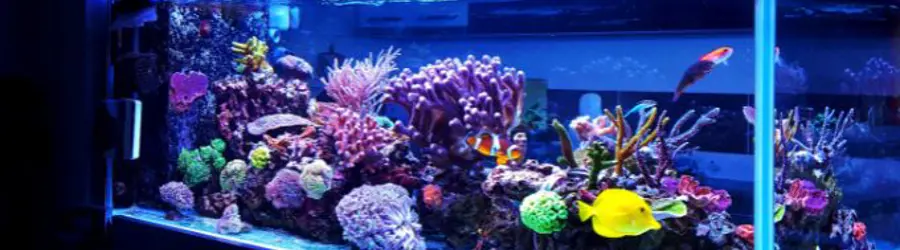 غرفه تکثیر و پرورش ماهیان زینتی علیزاده