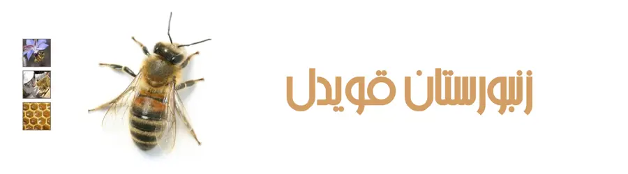 زنبورستان  برادران قویدل