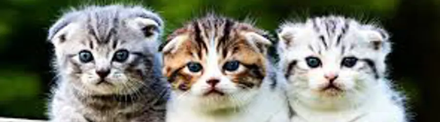 گربه های اصیل