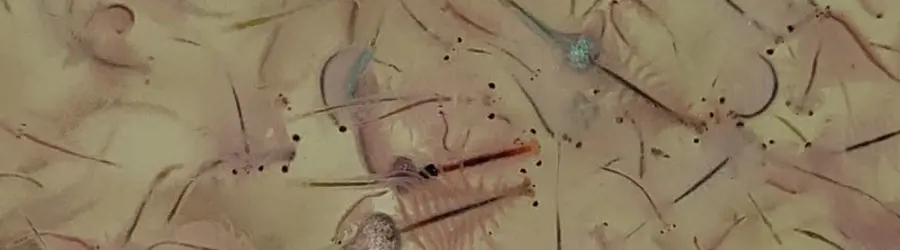 شرکت گهر زیست فناور