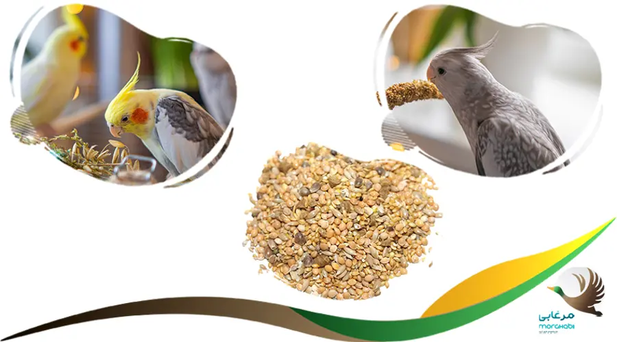 غذا برای تخمگذاری در عروس هلندی