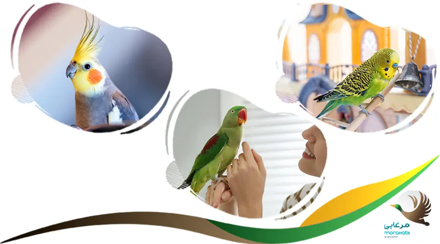 تنش و اضطراب در پرندگان زینتی