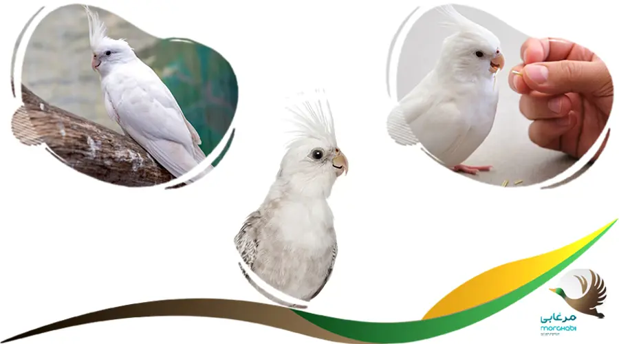 اسم عروس هلندی سفید
