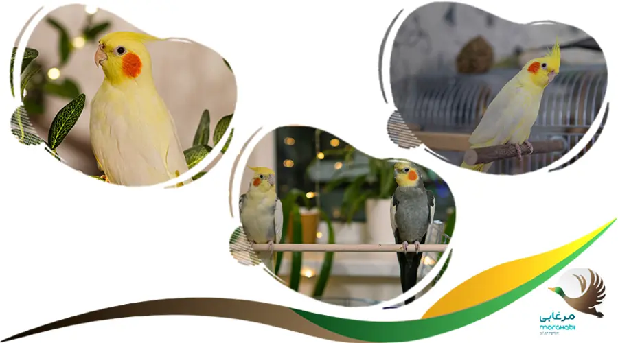 تشخیص نر یا ماده بودن عروس هلندی