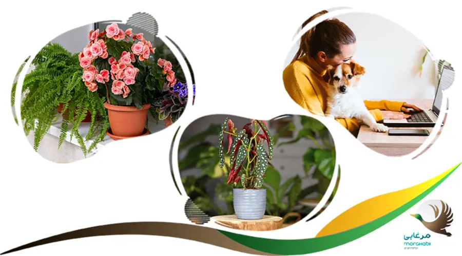 بگونیا سمی برای سگ