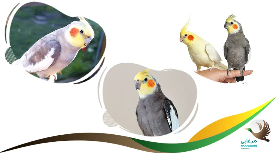 اسم عروس هلندی بانمک