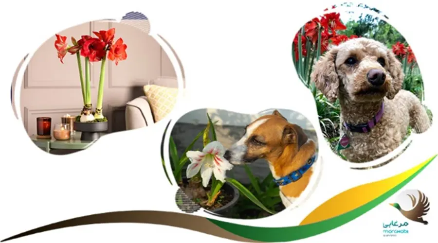 گل آماریلیس یا نسرین کشنده برای سگ