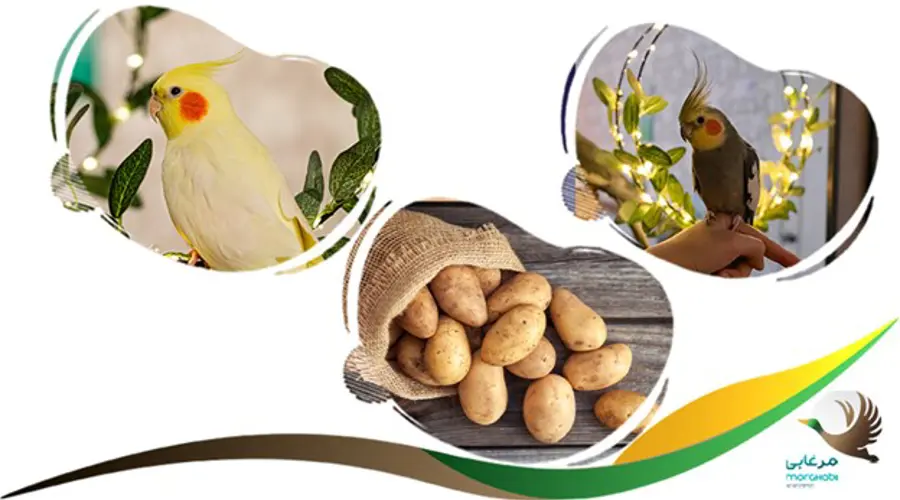 سیب زمینی نپخته و خام ممنوع برای عروس هلندی