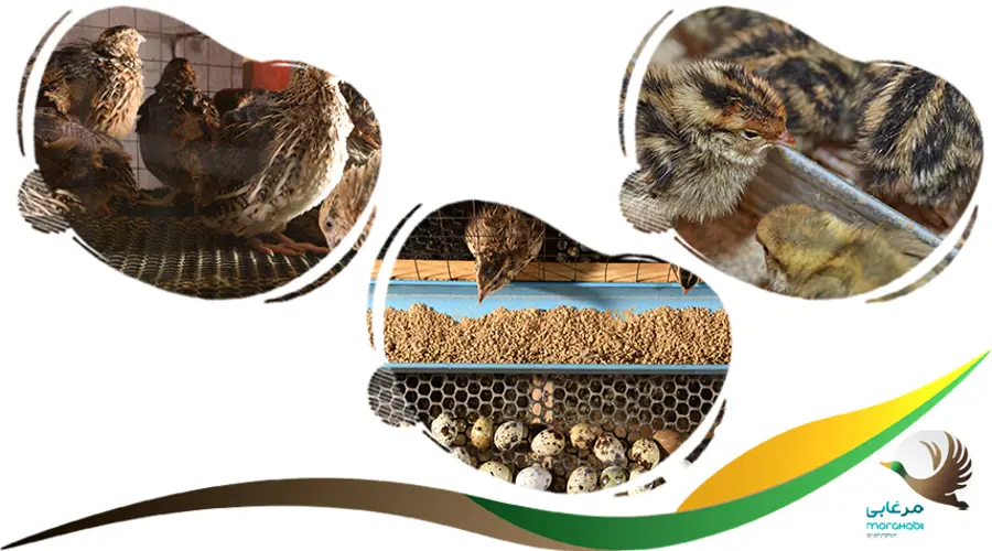 روش پرورش بلدرچین گوشتی
